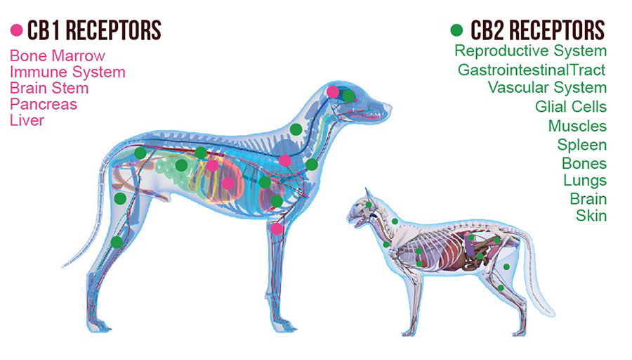 pet-wellness-image-2