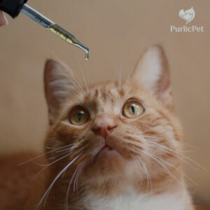 Pet Wellness